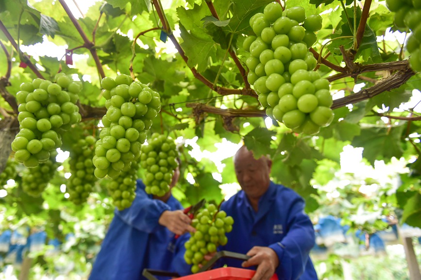 種植基地內，工人們正在採摘成熟的葡萄。 黃政偉攝