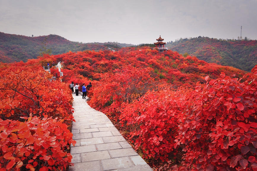 巩义竹林长寿山秋色漫山野，人在画中游。曹振普摄