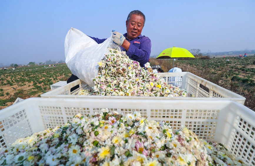 河南省信阳市光山县农民在该县新发地菊花种植基地采收香菊。谢万柏摄