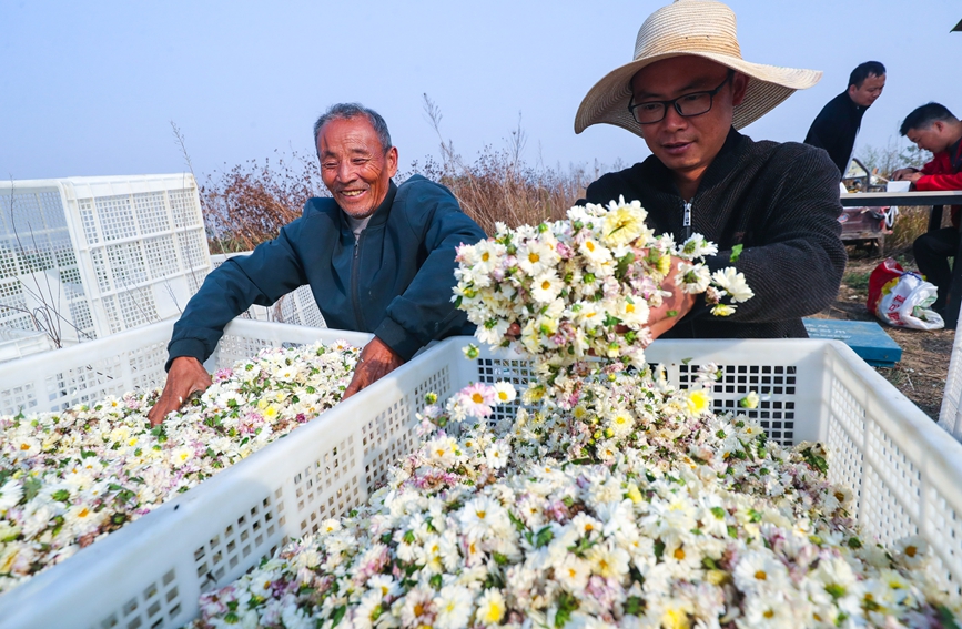 河南省信阳市光山县农民在该县新发地菊花种植基地采收香菊。谢万柏摄