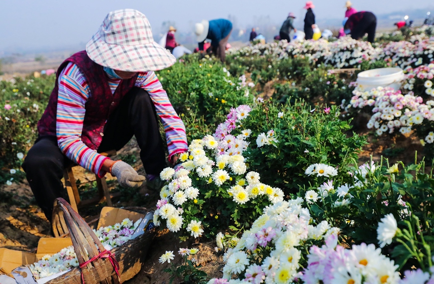 河南省信阳市光山县农民在该县新发地菊花种植基地采收香菊。谢万柏摄