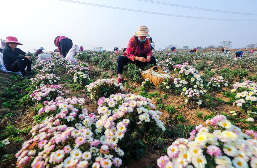 河南省信阳市光山县农民在该县新发地菊花种植基地采收香菊。谢万柏摄