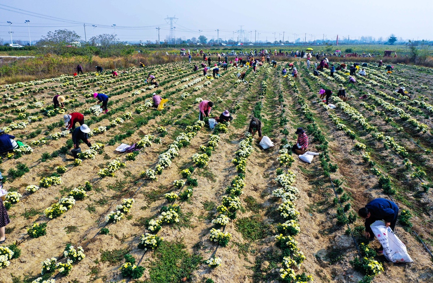 河南省信阳市光山县农民在该县新发地菊花种植基地采收香菊。谢万柏摄