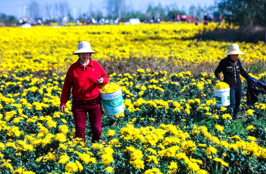 11月4日，河南光山縣李堰灣村北京新華地菊花種植基地，農民趁著晴好天氣採摘金絲皇菊。謝萬柏攝