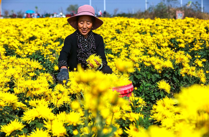 11月4日，河南光山縣李堰灣村北京新華地菊花種植基地，農民趁著晴好天氣採摘金絲皇菊。謝萬柏攝