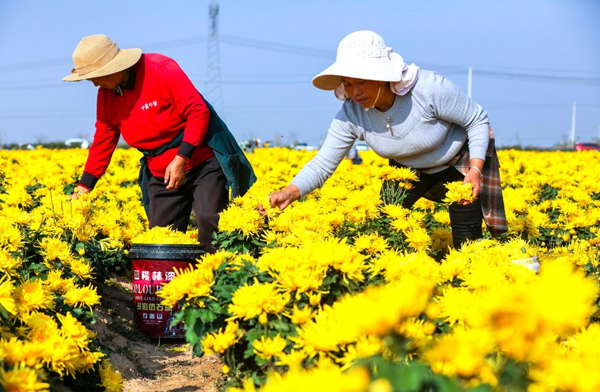 11月4日，河南光山縣李堰灣村北京新華地菊花種植基地，農民趁著晴好天氣採摘金絲皇菊。謝萬柏攝