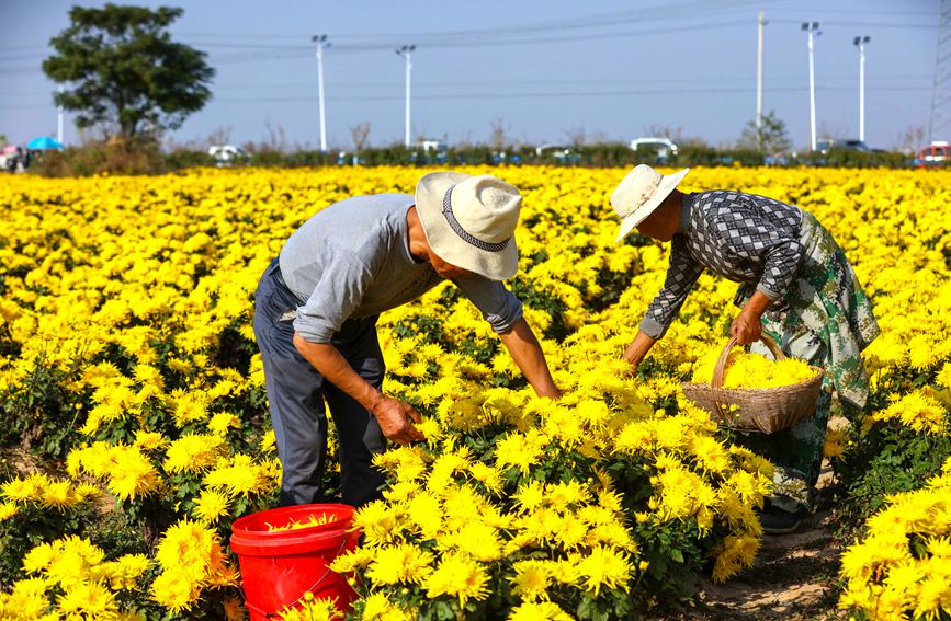 11月4日，河南光山縣李堰灣村北京新華地菊花種植基地，農民趁著晴好天氣採摘金絲皇菊。謝萬柏攝