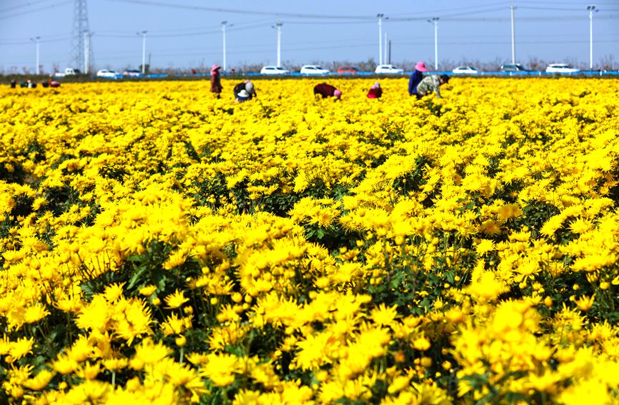 11月4日，河南光山縣李堰灣村北京新華地菊花種植基地，農民趁著晴好天氣採摘金絲皇菊。謝萬柏攝