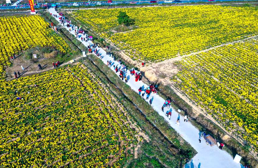 11月4日，河南光山縣李堰灣村北京新華地菊花種植基地，農民趁著晴好天氣採摘金絲皇菊。謝萬柏攝