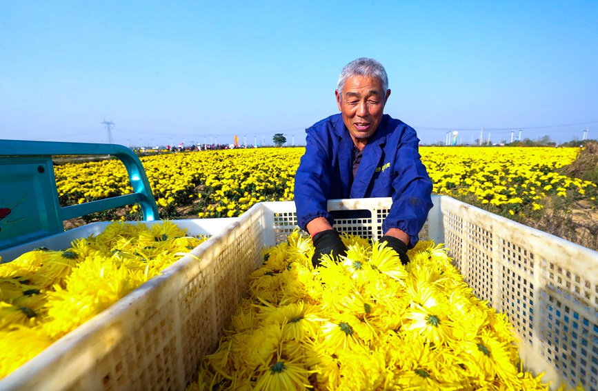 11月4日，河南光山縣李堰灣村北京新華地菊花種植基地，農民趁著晴好天氣採摘金絲皇菊。謝萬柏攝