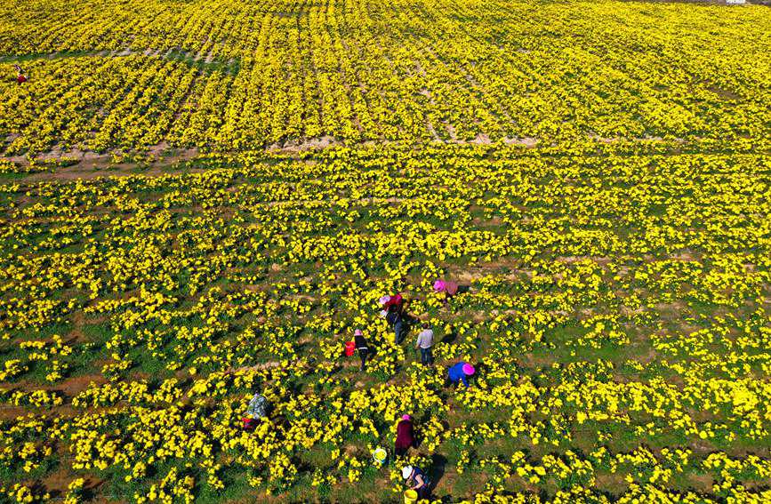 11月4日，河南光山縣李堰灣村北京新華地菊花種植基地，農民趁著晴好天氣採摘金絲皇菊。謝萬柏攝
