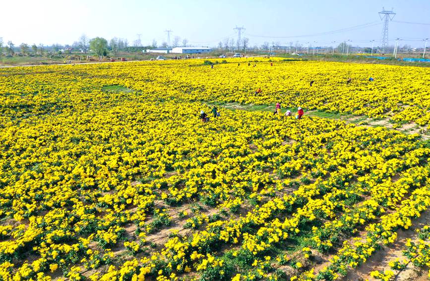 11月4日，河南光山縣李堰灣村北京新華地菊花種植基地，農民趁著晴好天氣採摘金絲皇菊。謝萬柏攝