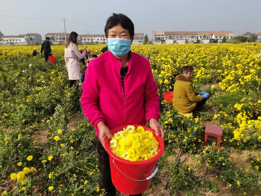 怀菊绽放采摘忙。