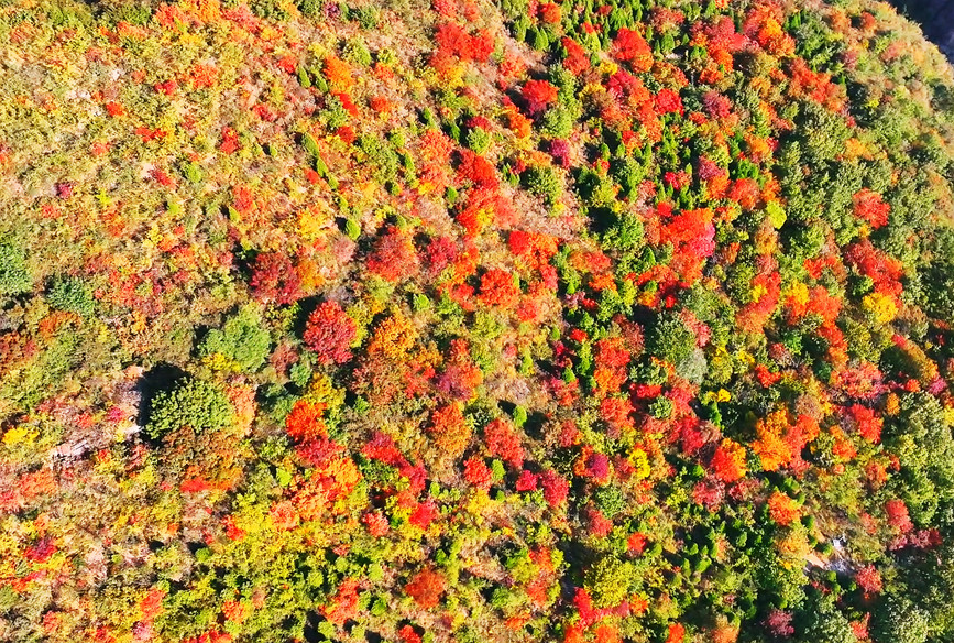 云台山景区中漫山彩林，色彩斑斓。孙庆新摄
