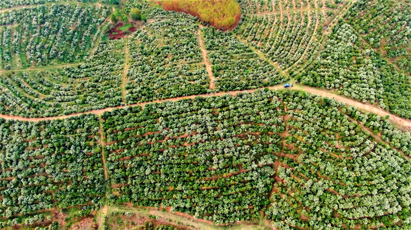 漫山油茶果 飘香振兴路 谢万柏 摄