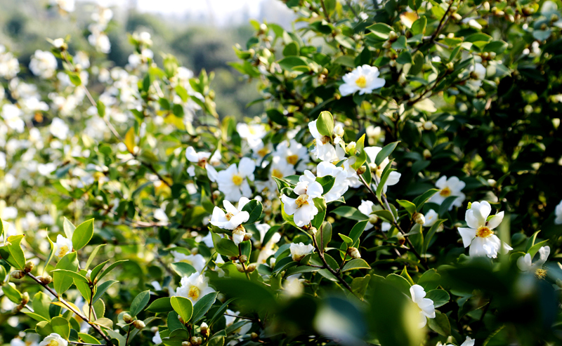 漫山油茶果 飘香振兴路 向宣垣 摄