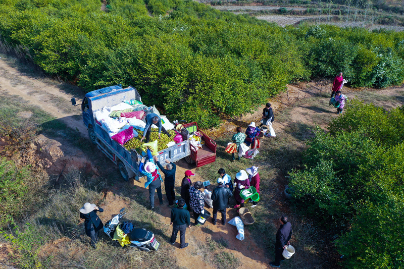 漫山油茶果 飘香振兴路 谢万柏摄