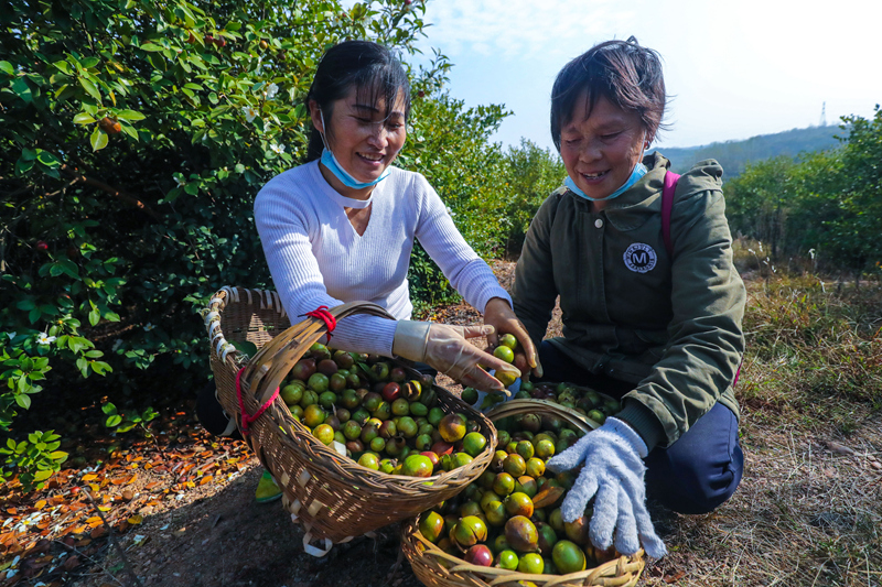漫山油茶果 飘香振兴路 谢万柏摄