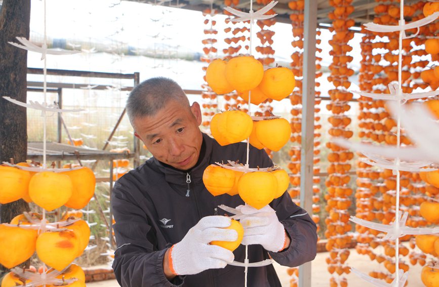 加工柿饼。赵林摄