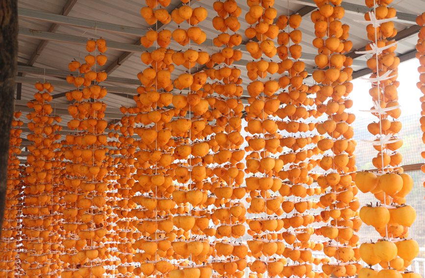 晾晒柿饼。赵林摄