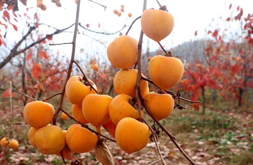硕果满枝。赵林摄