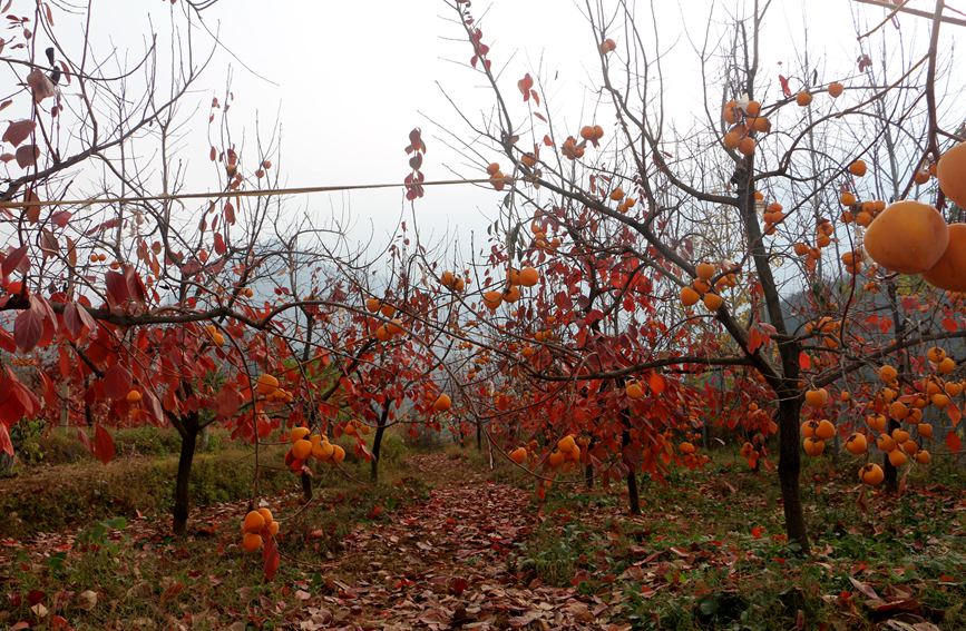 五彩柿子园。王一博摄