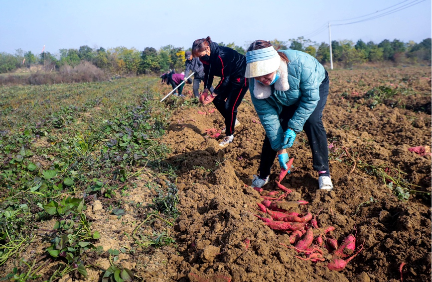 11月22日，河南省信阳市光山县农民在该县新发地红薯种植基地收获红薯。谢万柏摄