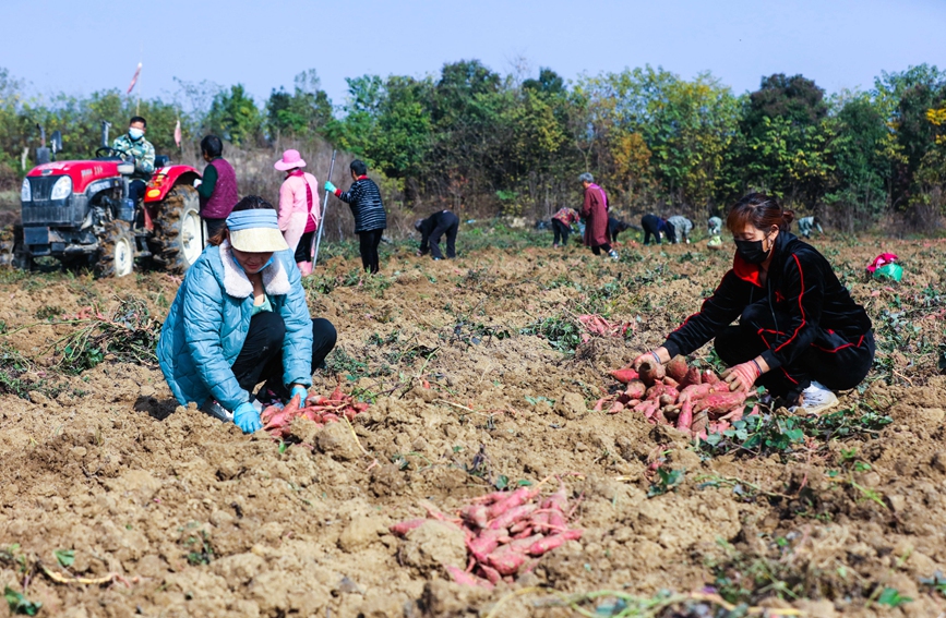 11月22日，河南省信阳市光山县农民在该县新发地红薯种植基地收获红薯。谢万柏摄