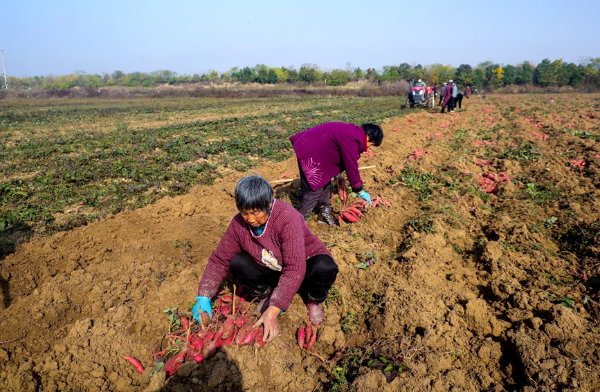 11月22日，河南省信阳市光山县农民在该县新发地红薯种植基地收获红薯。谢万柏摄