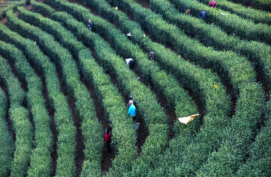 茶农正在为茶树施有机饼肥。谢万柏摄