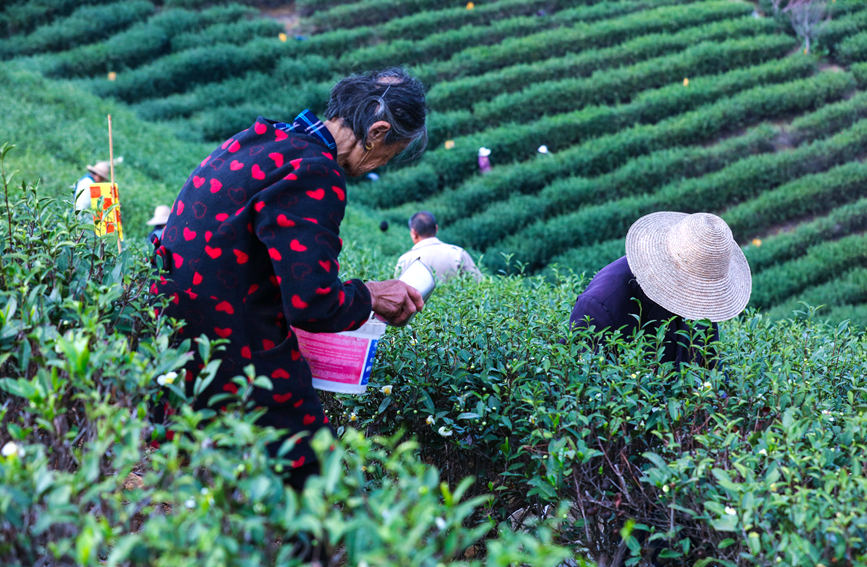 茶农正在为茶树施有机饼肥。谢万柏摄