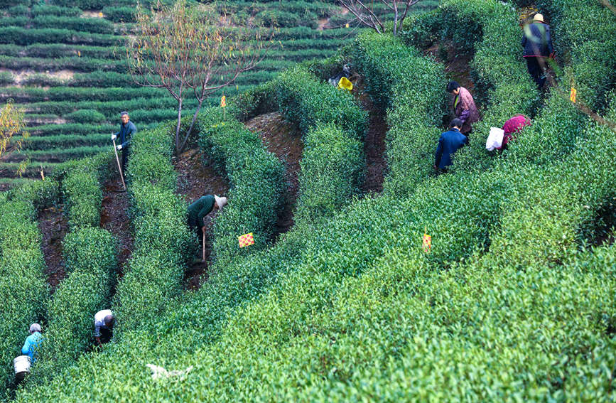 茶农正在为茶树施有机饼肥。谢万柏摄