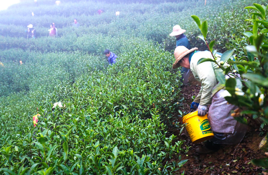 茶农正在为茶树施有机饼肥。谢万柏摄