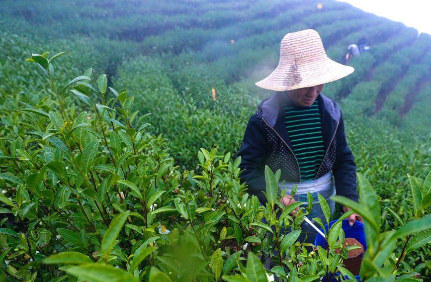 茶农正在为茶树施有机饼肥。谢万柏摄