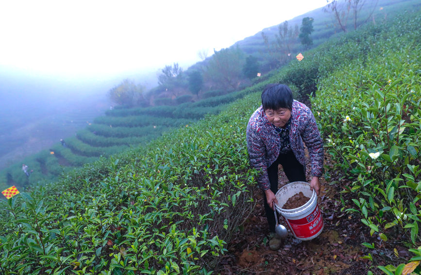 茶农正在为茶树施有机饼肥。谢万柏摄