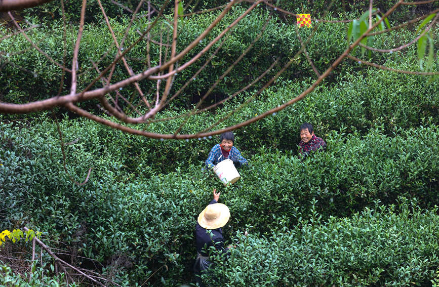 茶农正在为茶树施有机饼肥。谢万柏摄