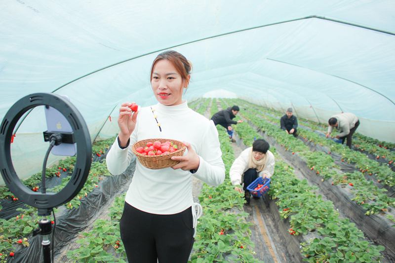 大棚裡的直播間 鄭恆攝