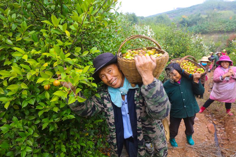 《種植油茶走上致富路》謝萬柏攝