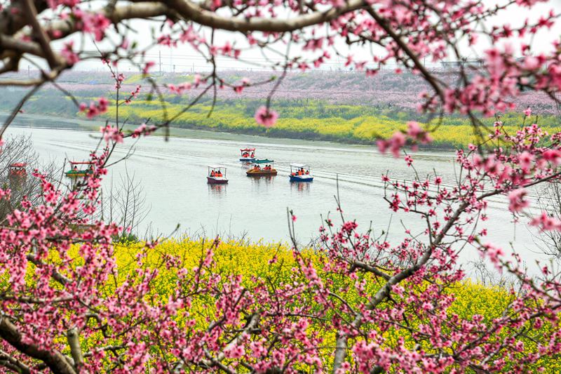 西華黃橋桃園畫中游 肖海清攝