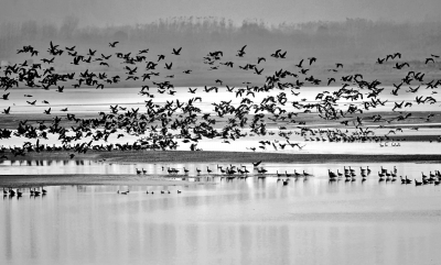 郑州黄河湿地自然保护区鸟类从169种增至275种