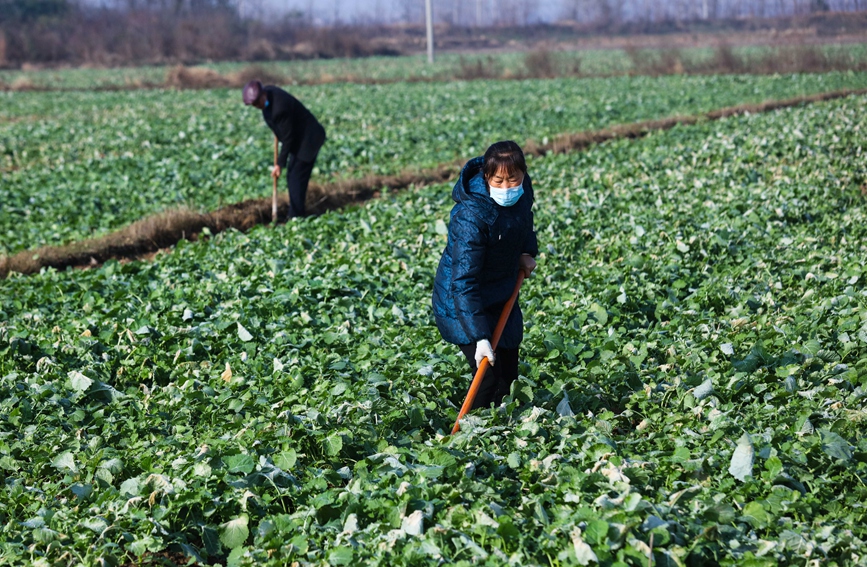 河南省信陽市光山縣北向店鄉何寨村農民正在油菜田間勞作。謝萬柏攝