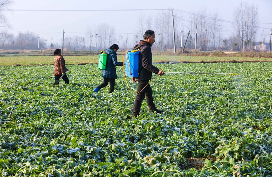 河南省信陽市光山縣北向店鄉何寨村農民正在油菜田間勞作。謝萬柏攝