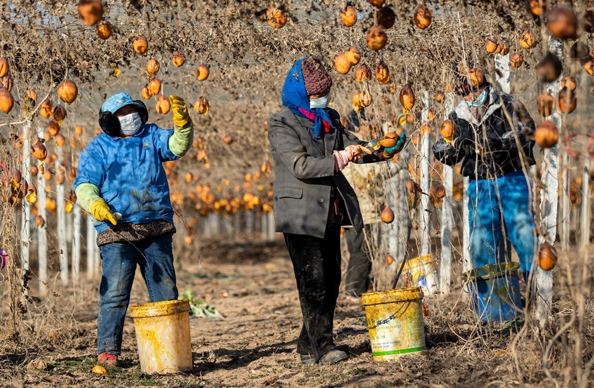 12月14日，農民在河南省安陽市安陽縣永和鎮志新種植合作社的瓜蔞棚內採挖瓜蔞籽。王建安攝