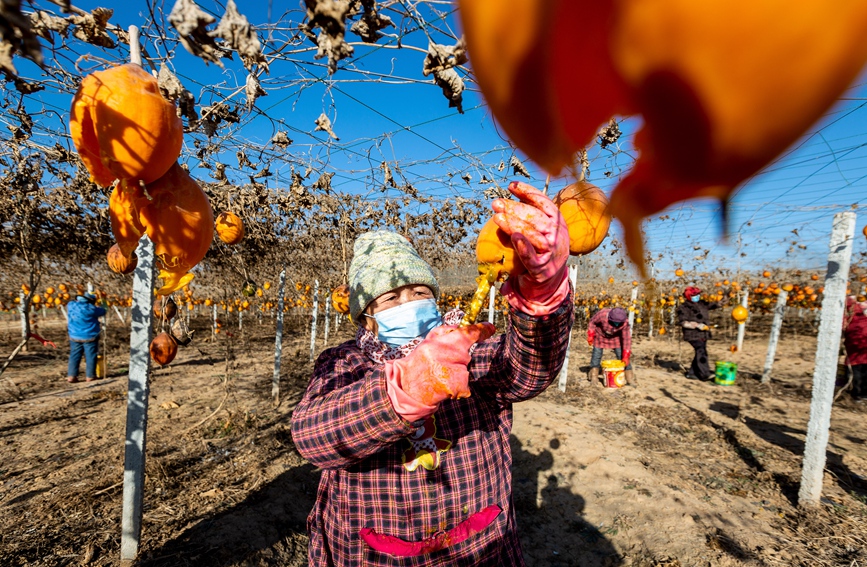 12月14日，農民在河南省安陽市安陽縣永和鎮志新種植合作社的瓜蔞棚內採挖瓜蔞籽。王建安攝