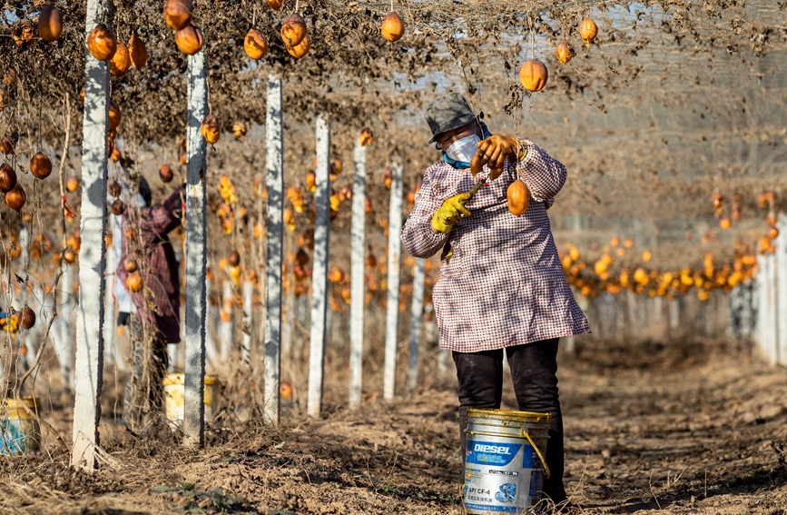 12月14日，農民在河南省安陽市安陽縣永和鎮志新種植合作社的瓜蔞棚內採挖瓜蔞籽。王建安攝 