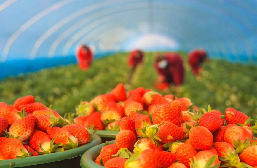 村民在一家草莓種植大棚內採摘。高嵩攝