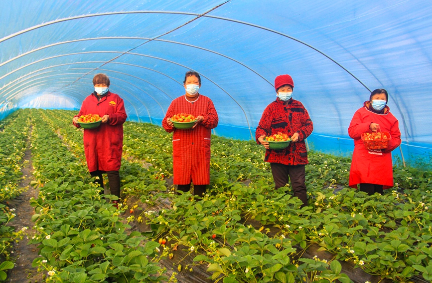 村民在一家草莓種植大棚內往外送草莓。高嵩攝