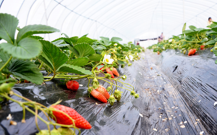 河南寶豐：草莓飄香助農富?