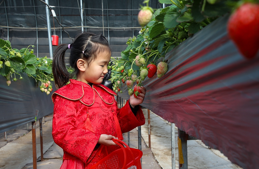 河南省安阳市汤阴县古贤村一家草莓采摘园内，小朋友体验采摘乐趣。麻翛然摄