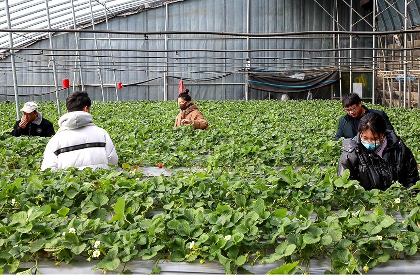 河南省安阳市汤阴县古贤村一家草莓采摘园内，游客体验采摘乐趣。麻翛然摄